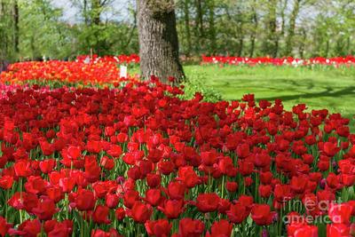 Image of 'Red tulips (Vat 0) normal'