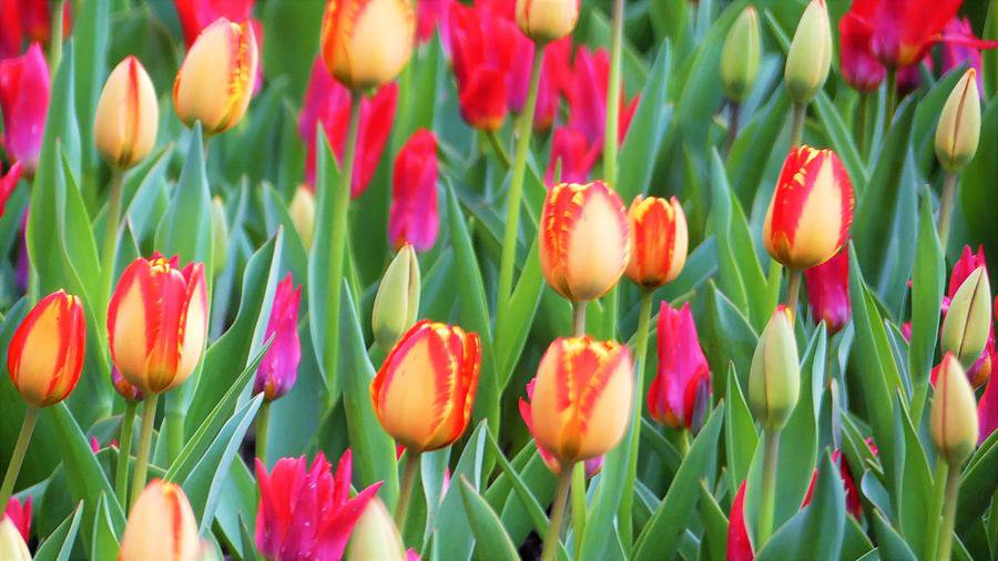 multi-color-tulips-denise-guthery.jpg